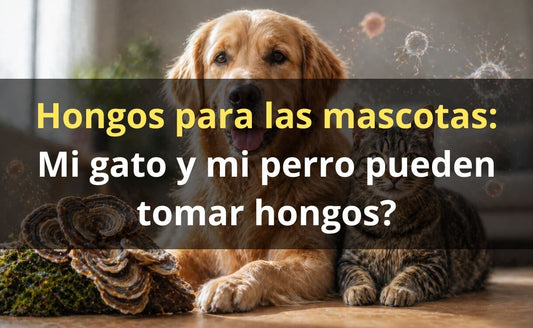 Cola de Pavo para perros – extracto hongo mascotas Chile