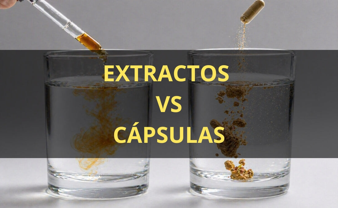 Extracto de hongos en gotas vs cápsulas – FunFungi Chile