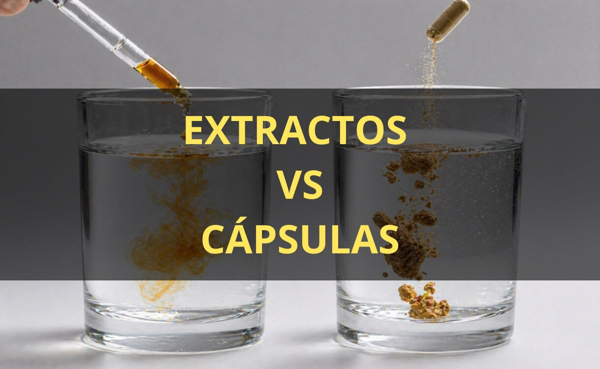 Extracto de hongos en gotas vs cápsulas – FunFungi Chile