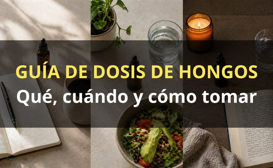 Guía de dosis hongos adaptógenos – extractos FunFungi Chile