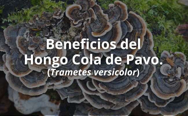 Beneficios del Hongo Cola de Pavo: Todo lo que Necesitas Saber para Mejorar tu Salud y Bienestar