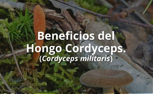 Beneficios del hongo cordyceps [cordyceps militaris]