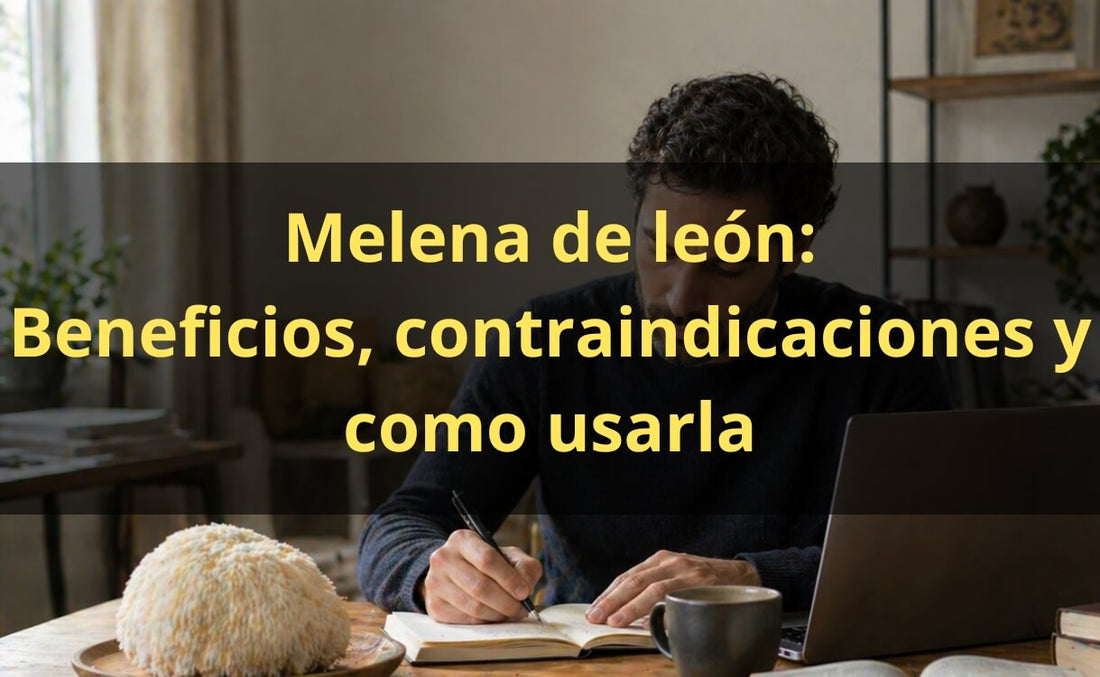 Melena de León: Beneficios, Contraindicaciones y Dosis Recomendada