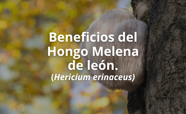 Beneficios del hongo Melena de León: Todo lo que Necesitas Saber para Mejorar tu Salud y Bienestar.