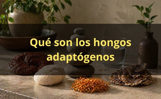 Qué son los hongos adaptógenos – guía completa FunFungi Chile