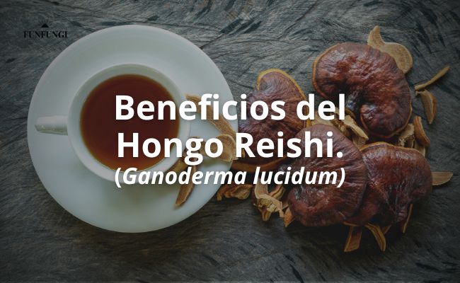 Beneficios del Hongo Reishi: Todo lo que Necesitas Saber para Mejorar tu Salud y Bienestar.