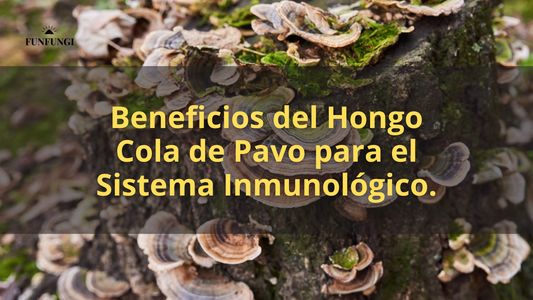 Beneficios del hongo cola de pavo para el sistema inmunológico.