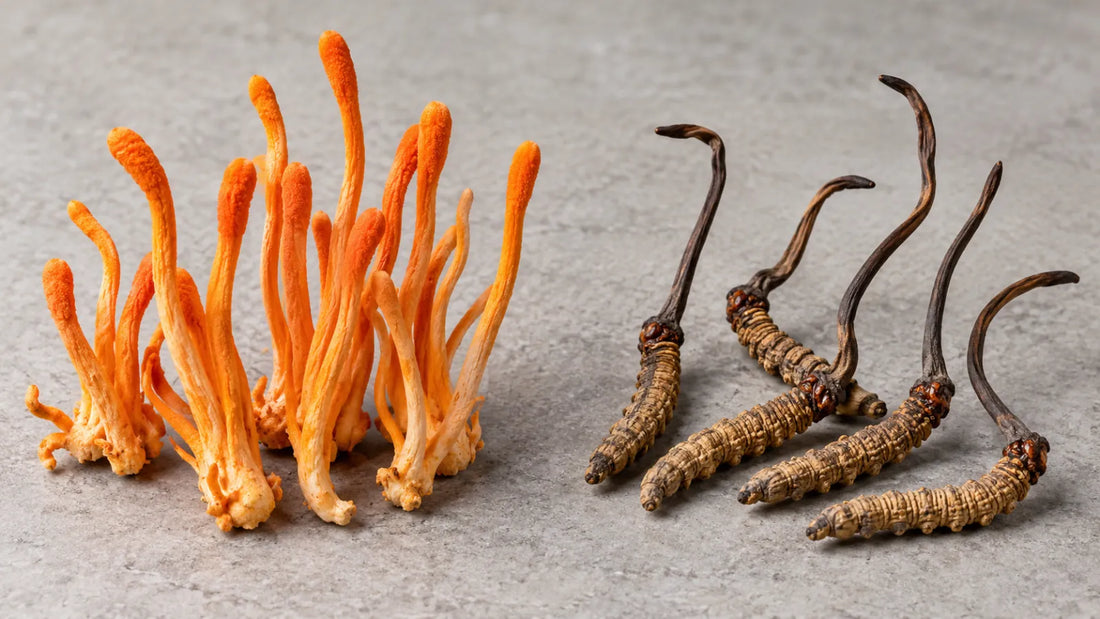 Cordyceps militaris de color naranjo junto a Cordyceps sinensis del Himalaya.