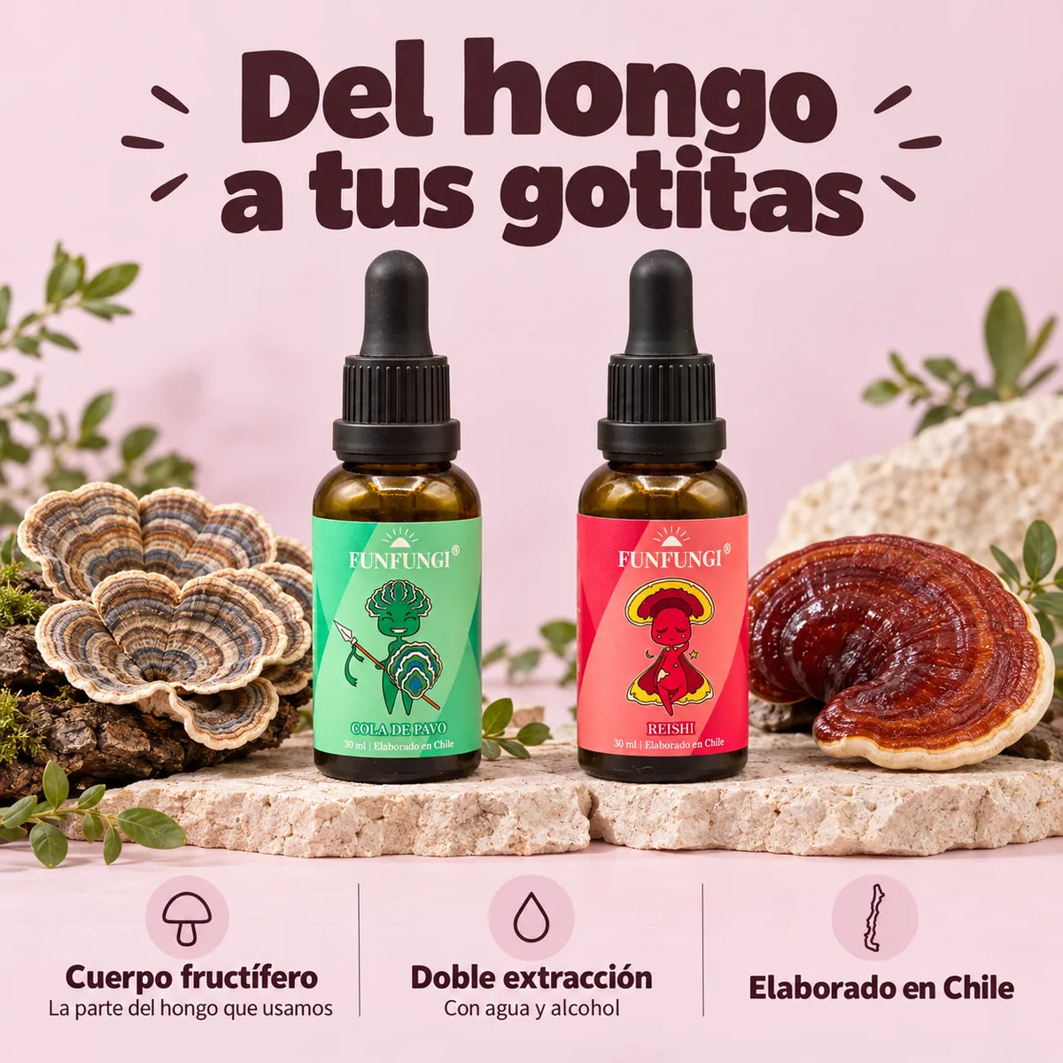 Extractos FunFungi de Cola de Pavo y Reishi junto a sus hongos: cuerpo fructífero, doble extracción con agua y alcohol y elaboración en Chile.